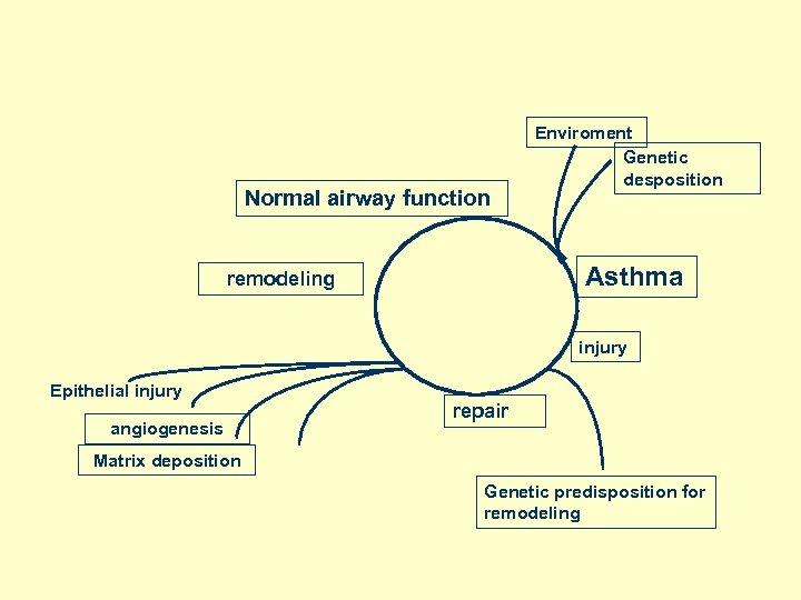 Normal airway function Enviroment Genetic desposition Asthma remodeling injury Epithelial injury angiogenesis repair Matrix