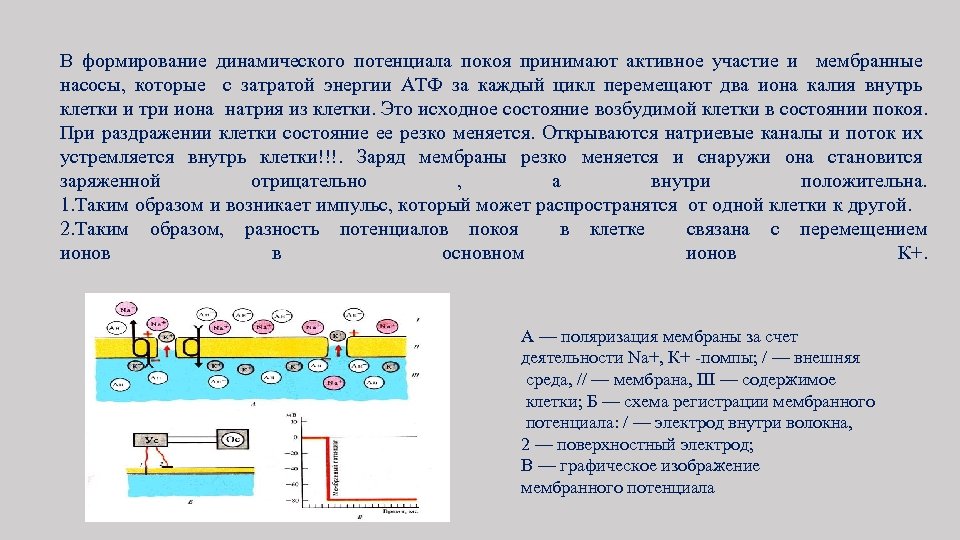 Формирование мембранного потенциала