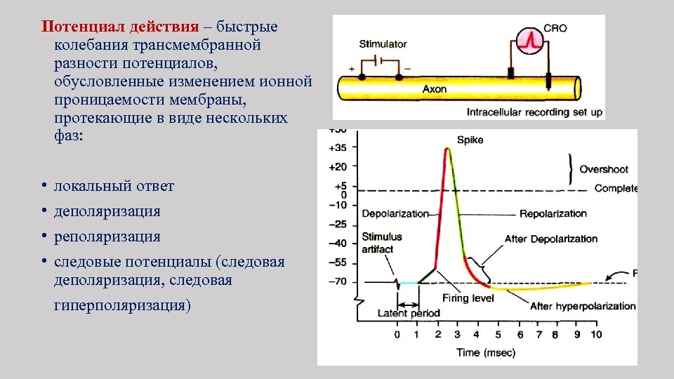 Потенциал процесса. Фазы трансмембранного потенциала действия. Потенциал действия. Потенциал действия мембраны. Длительность и амплитуда потенциала действия.