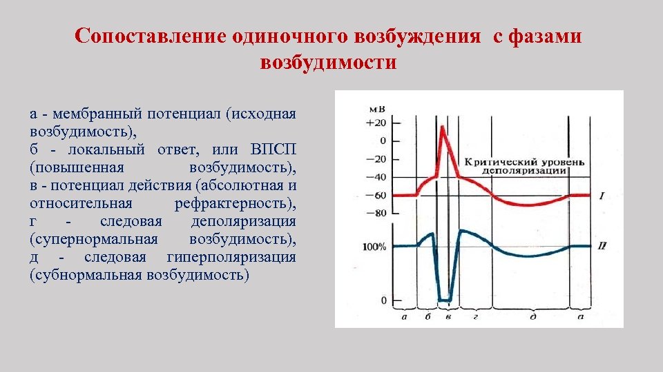 Изменение возбудимости. Фаза рефрактерности потенциала действия. Фазы рефрактерности физиология. Соотношение фаз возбудимости с фазами потенциала действия. График изменения возбудимости.