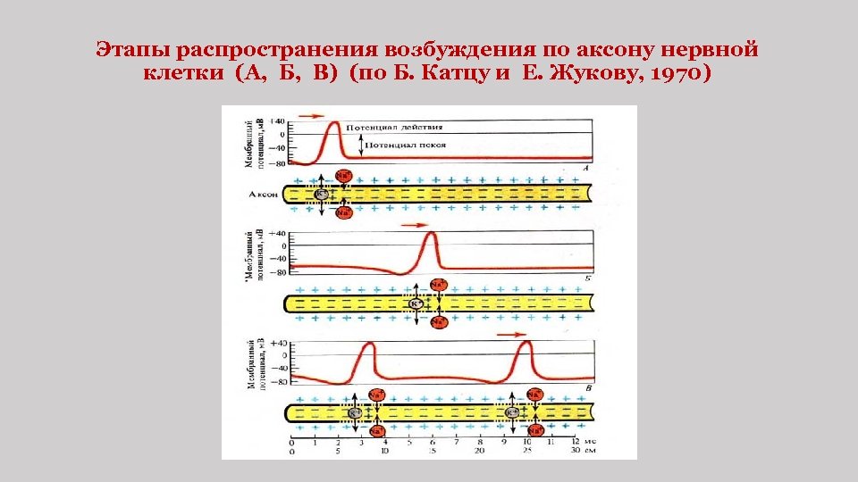 Этапы распространения возбуждения по аксону нервной клетки (А, Б, В) (по Б. Катцу и