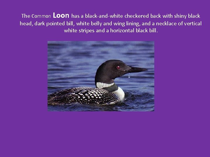 The Common Loon has a black-and-white checkered back with shiny black head, dark pointed