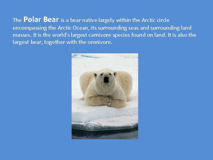 The Polar Bear is a bear native largely within the Arctic circle encompassing the