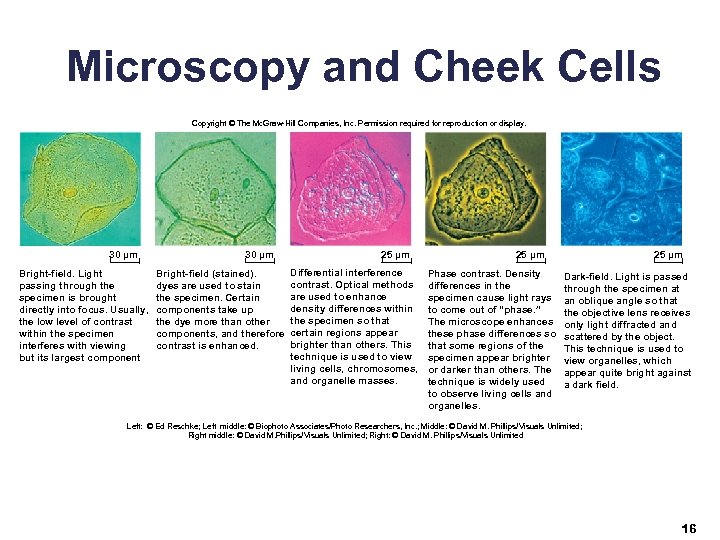 Microscopy and Cheek Cells Copyright © The Mc. Graw-Hill Companies, Inc. Permission required for