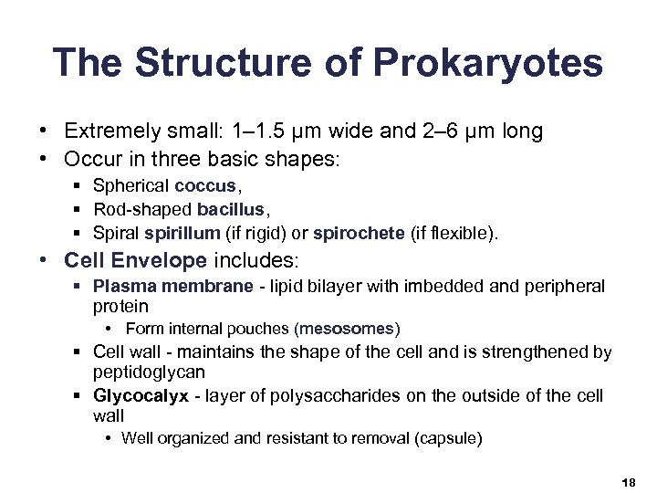 The Structure of Prokaryotes • Extremely small: 1– 1. 5 μm wide and 2–