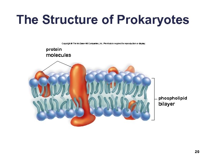 The Structure of Prokaryotes Copyright © The Mc. Graw-Hill Companies, Inc. Permission required for