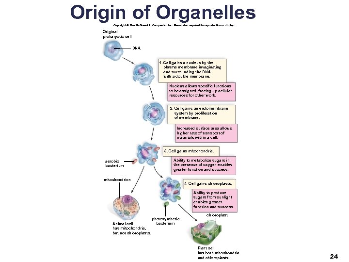 Origin of Organelles Copyright © The Mc. Graw-Hill Companies, Inc. Permission required for reproduction