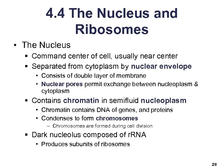 4. 4 The Nucleus and Ribosomes • The Nucleus § Command center of cell,