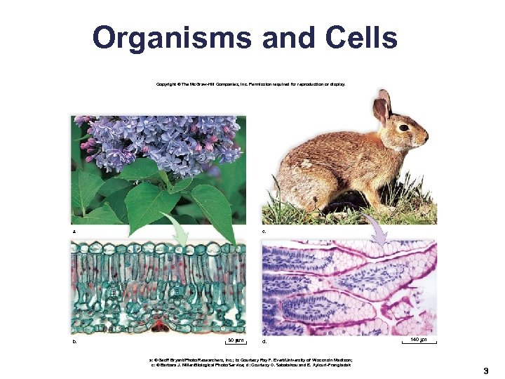 Organisms and Cells Copyright © The Mc. Graw-Hill Companies, Inc. Permission required for reproduction