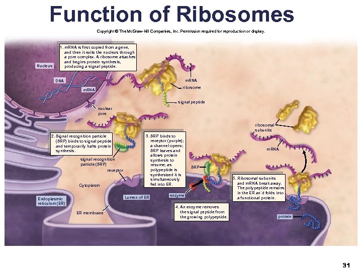 Function of Ribosomes Copyright © The Mc. Graw-Hill Companies, Inc. Permission required for reproduction