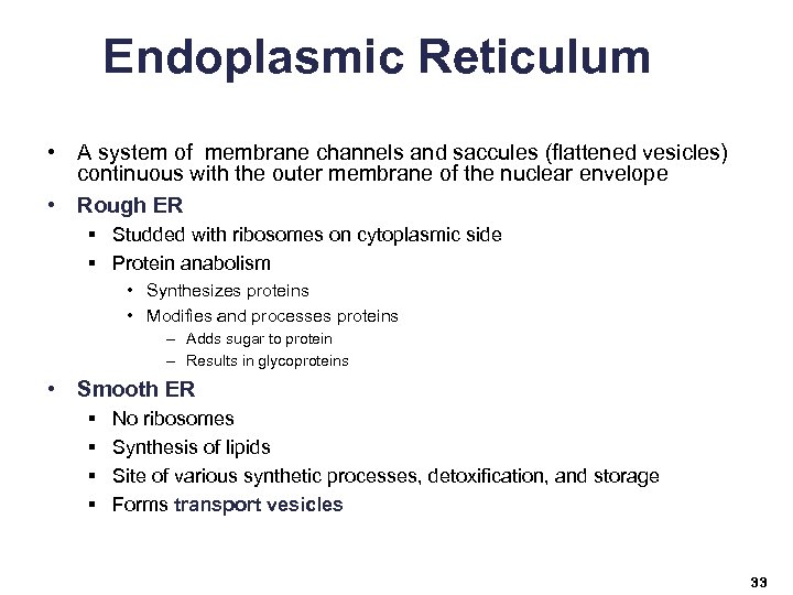 Endoplasmic Reticulum • A system of membrane channels and saccules (flattened vesicles) continuous with