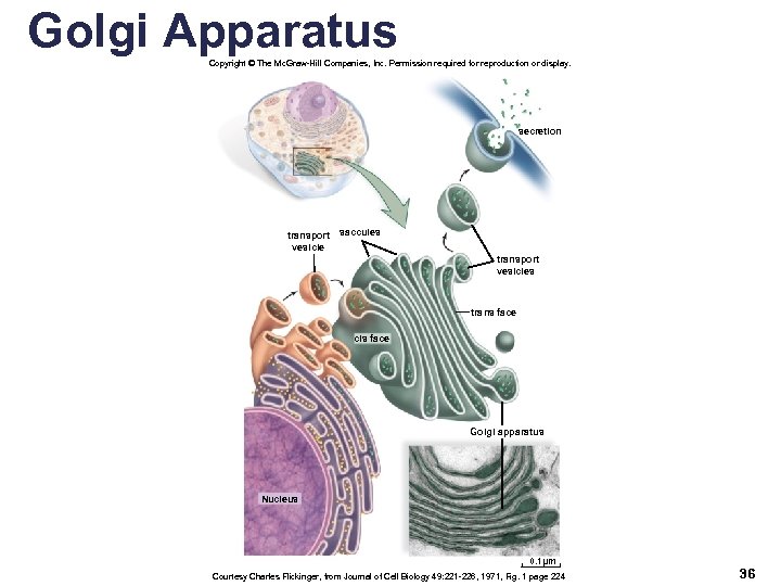 Golgi Apparatus Copyright © The Mc. Graw-Hill Companies, Inc. Permission required for reproduction or