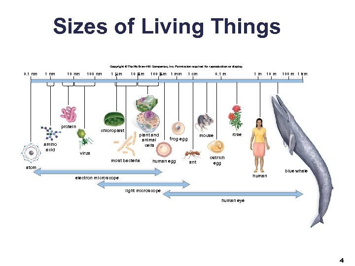 Sizes of Living Things Copyright © The Mc. Graw-Hill Companies, Inc. Permission required for