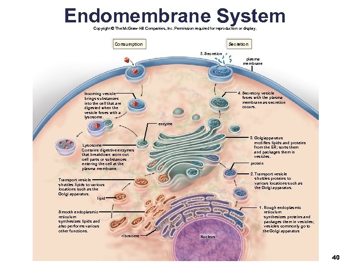 Endomembrane System Copyright © The Mc. Graw-Hill Companies, Inc. Permission required for reproduction or
