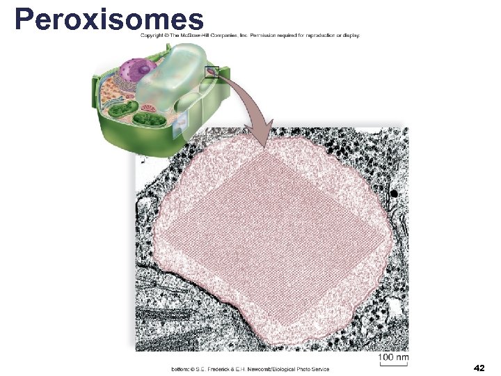 Peroxisomes 42 