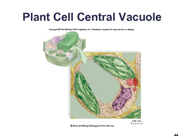 Plant Cell Central Vacuole Copyright © The Mc. Graw-Hill Companies, Inc. Permission required for