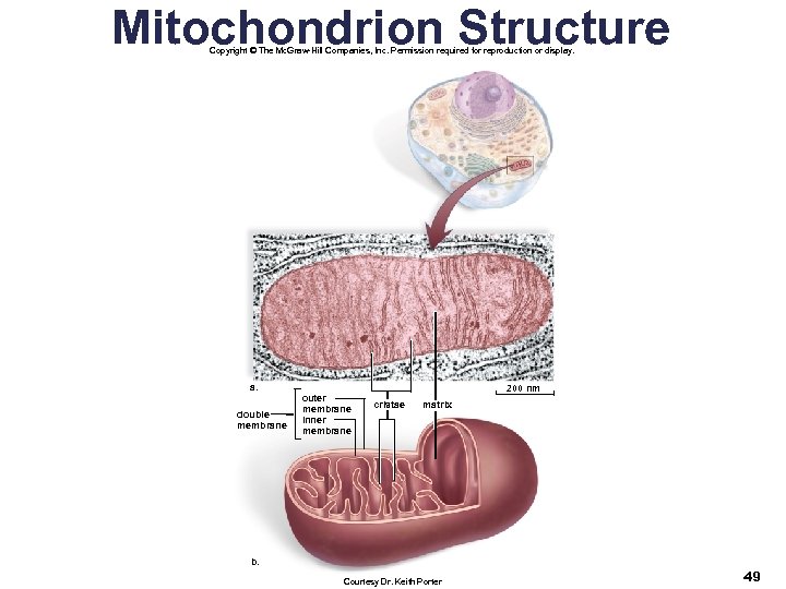 Mitochondrion Structure Copyright © The Mc. Graw-Hill Companies, Inc. Permission required for reproduction or