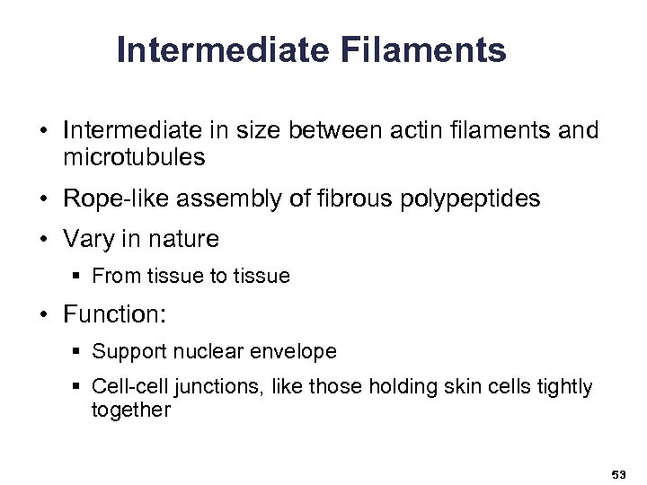 Intermediate Filaments • Intermediate in size between actin filaments and microtubules • Rope-like assembly