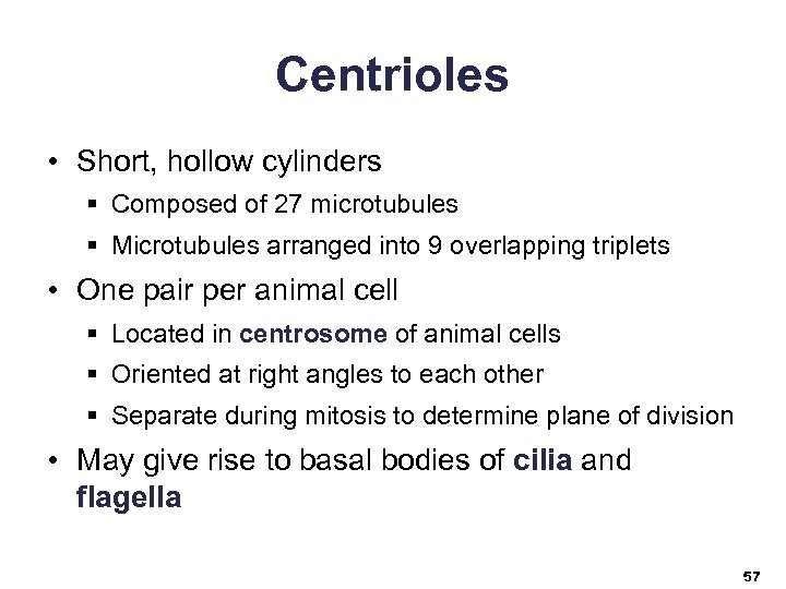Centrioles • Short, hollow cylinders § Composed of 27 microtubules § Microtubules arranged into