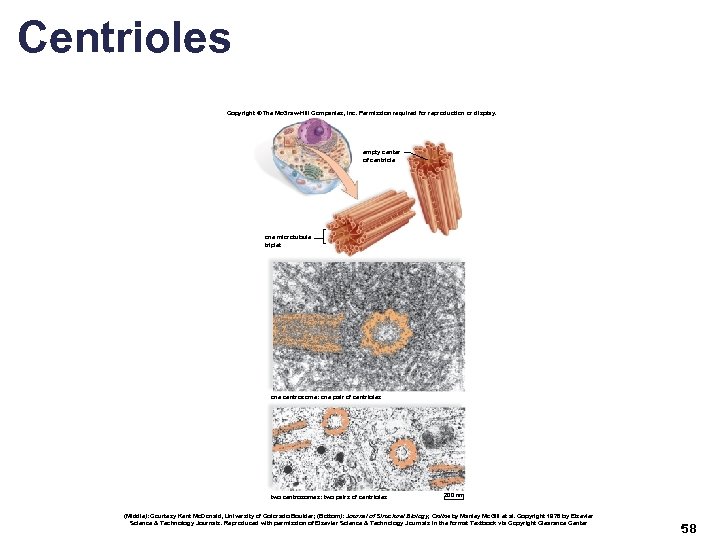 Centrioles Copyright © The Mc. Graw-Hill Companies, Inc. Permission required for reproduction or display.