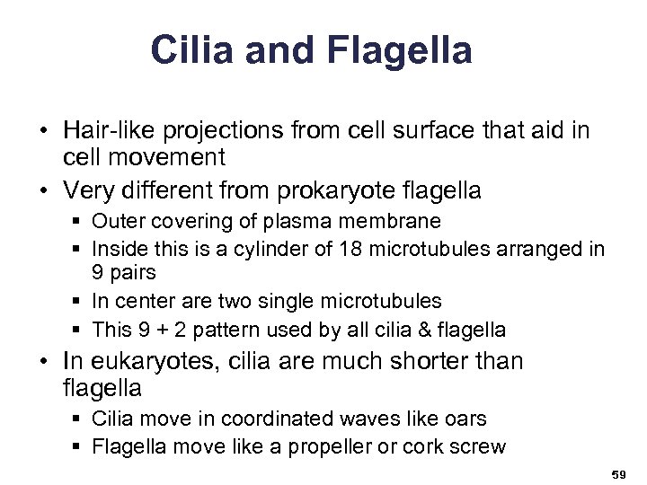 Cilia and Flagella • Hair-like projections from cell surface that aid in cell movement