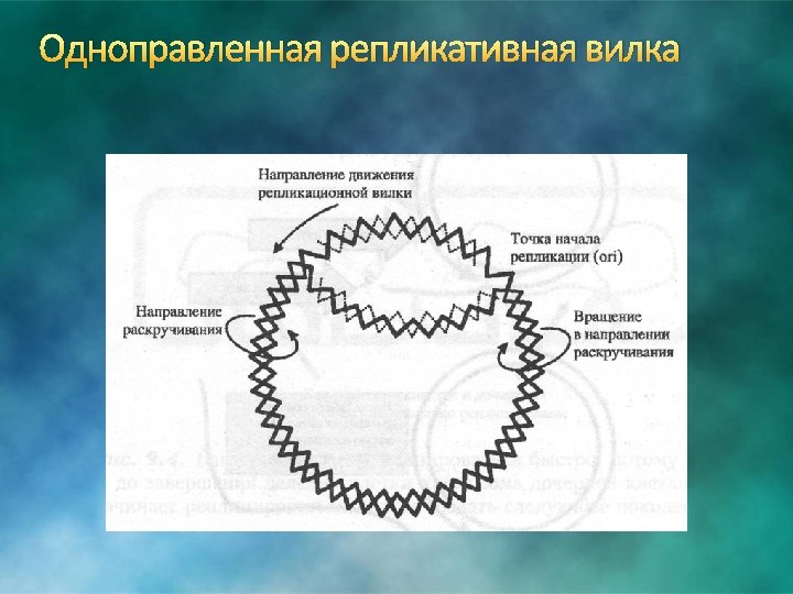 Одноправленная репликативная вилка 