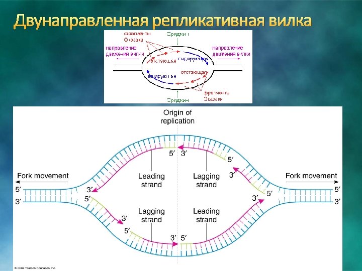 Двунаправленная репликативная вилка 