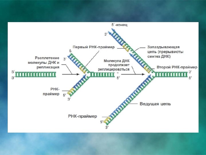 Репликацией называется. Схема репликации молекулы ДНК. Репликация РНК. Репликация ДНК 5 И 3 концы. Репликация ДНК И РНК.