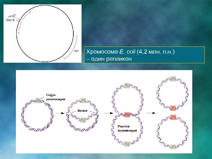 Хромосома E. coli (4, 2 млн. п. н. ) – один репликон 