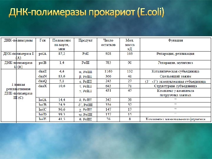 ДНК-полимеразы прокариот (E. coli) 