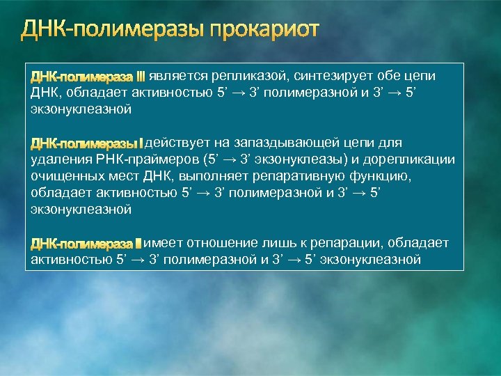 ДНК-полимеразы прокариот ДНК-полимераза III является репликазой, синтезирует обе цепи ДНК, обладает активностью 5’ →