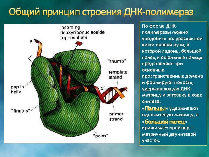 Общий принцип строения ДНК-полимераз По форме ДНКполимеразы можно уподобить полураскрытой кисти правой руки, в