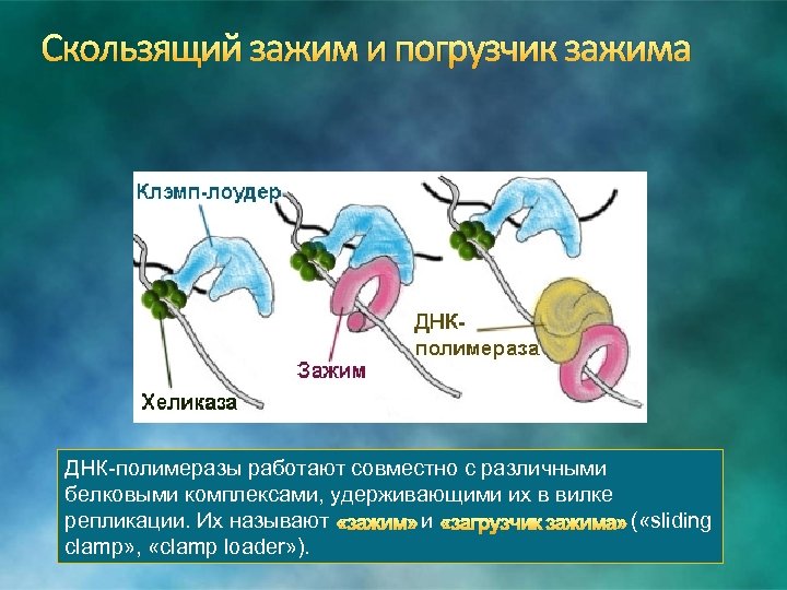 Скользящий зажим и погрузчик зажима ДНК-полимеразы работают совместно с различными белковыми комплексами, удерживающими их