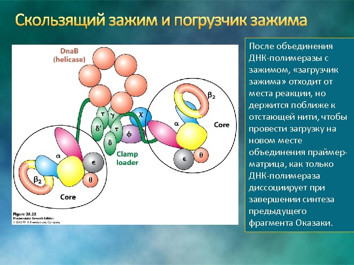 Скользящий зажим и погрузчик зажима После объединения ДНК-полимеразы с зажимом, «загрузчик зажима» отходит от