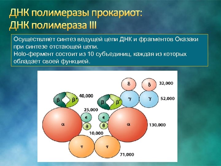 ДНК полимеразы прокариот: ДНК полимераза III Осуществляет синтез ведущей цепи ДНК и фрагментов Оказаки