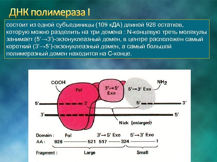 Днк полимераза картинка