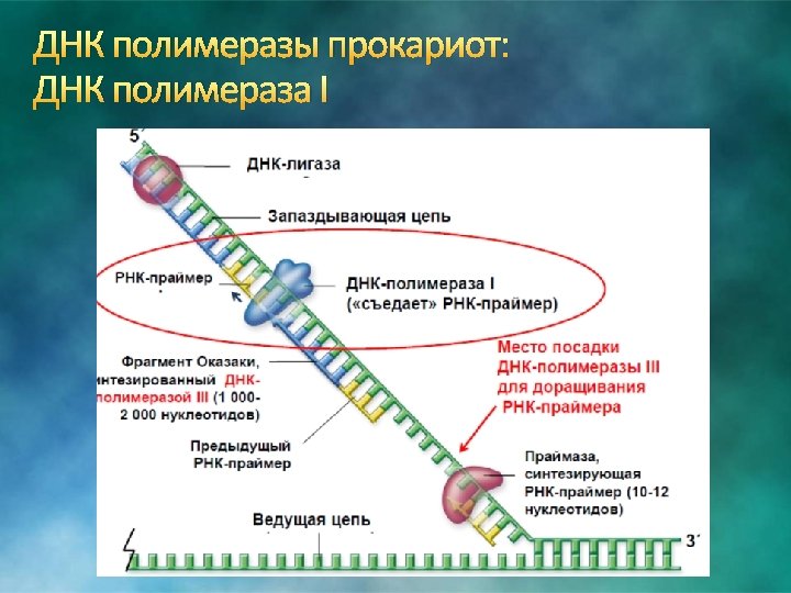 ДНК полимеразы прокариот: ДНК полимераза I 