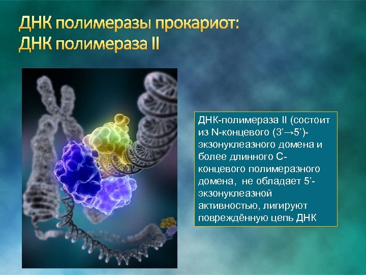 ДНК полимеразы прокариот: ДНК полимераза II ДНК-полимераза II (состоит из N-концевого (3’→ 5’)экзонуклеазного домена