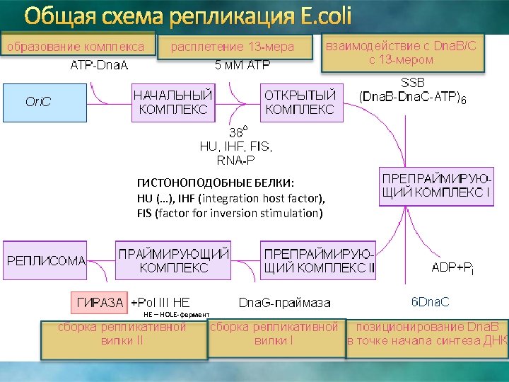 Общая схема репликация E. coli ГИСТОНОПОДОБНЫЕ БЕЛКИ: HU (…), IHF (integration host factor), FIS