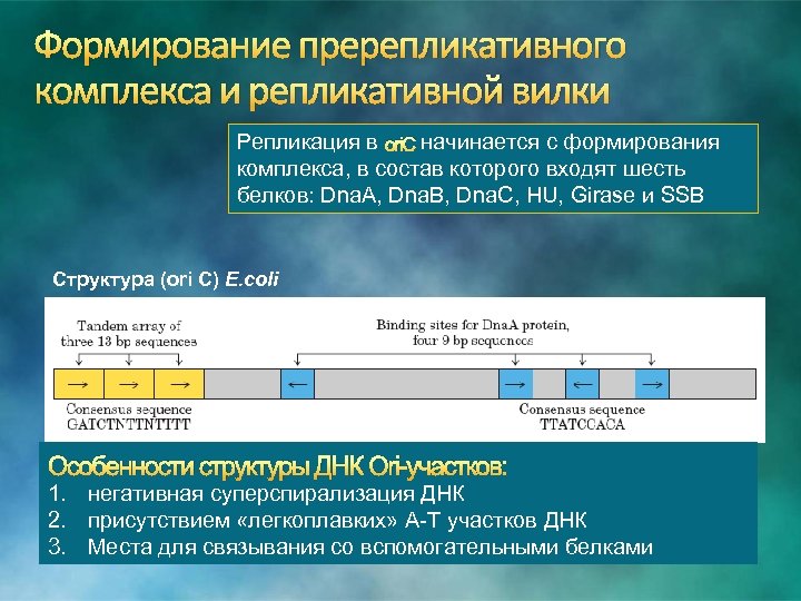 Формирование пререпликативного комплекса и репликативной вилки Репликация в оri. С начинается с формирования комплекса,