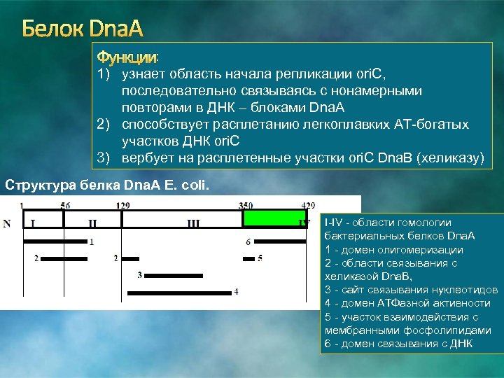 Белок Dna. A Функции: 1) узнает область начала репликации ori. C, последовательно связываясь с