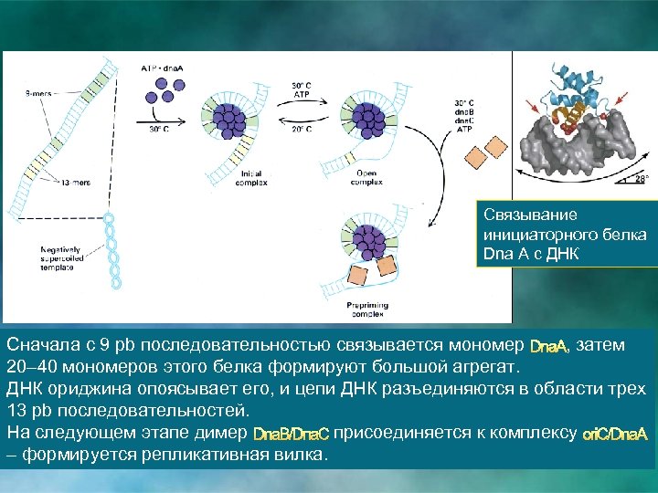 Связывание инициаторного белка Dna A c ДНК Сначала с 9 pb последовательностью связывается мономер