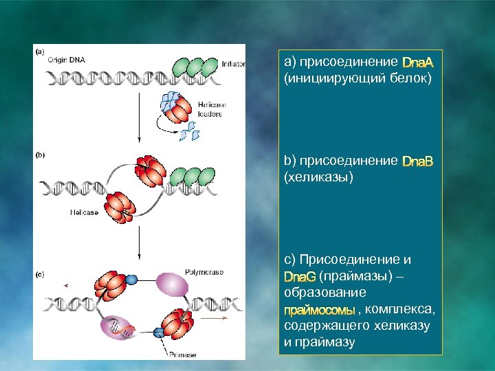 а) присоединение Dna. А (инициирующий белок) b) присоединение Dna. B (хеликазы) c) Присоединение и