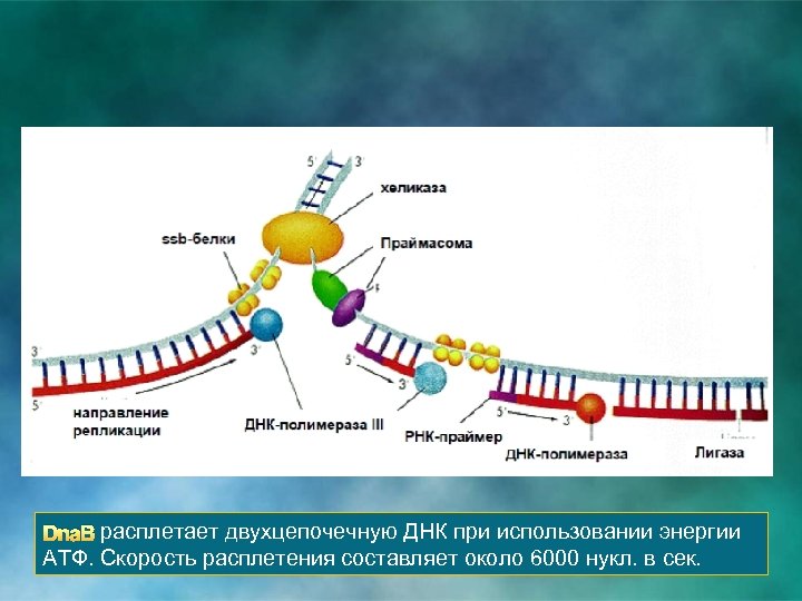 Dna. В расплетает двухцепочечную ДНК при использовании энергии АТФ. Скорость расплетения составляет около 6000