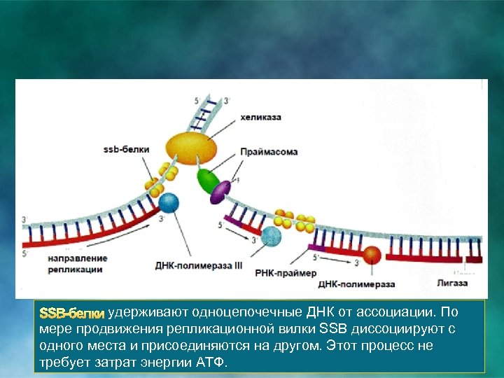 SSB-белки удерживают одноцепочечные ДНК от ассоциации. По мере продвижения репликационной вилки SSB диссоциируют с