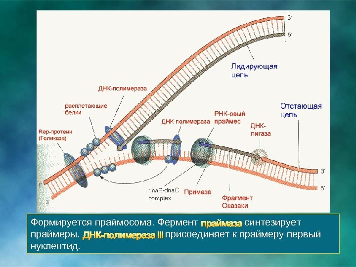 Формируется праймосома. Фермент праймаза синтезирует праймеры. ДНК-полимераза III присоединяет к праймеру первый нуклеотид. 