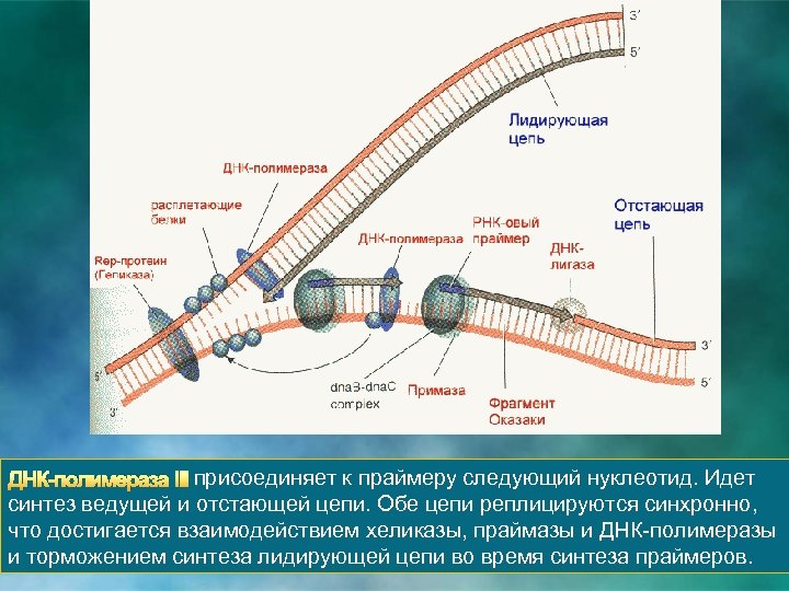 ДНК-полимераза III присоединяет к праймеру следующий нуклеотид. Идет синтез ведущей и отстающей цепи. Обе