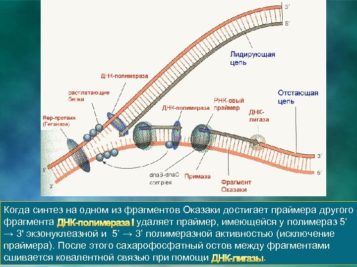 Когда синтез на одном из фрагментов Оказаки достигает праймера другого фрагмента ДНК-полимераза I удаляет