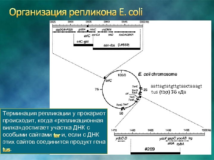 Организация репликона E. coli aattagtatgttgtaactaaagt tus (tbp) 36 к. Да Терминация репликации у прокариот