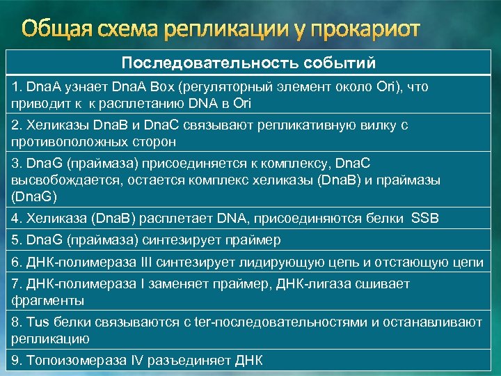 Общая схема репликации у прокариот Последовательность событий 1. Dna. A узнает Dna. A Box